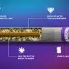 desktop-munchies-jellyhole-prerollinfographic A cross-section of a cannabis pre-roll with a purple tip labeled "MUNCHIES," showing its internal components.